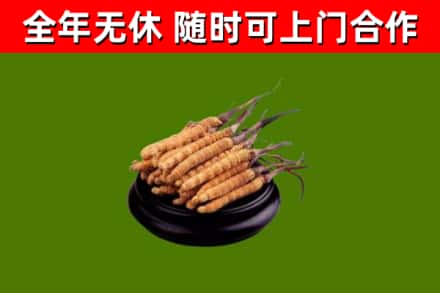 阳明区回收冬虫夏草